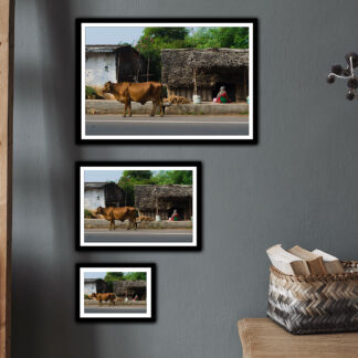 La femme et la vache - tirage haute qualité