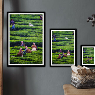 Champs de thé - tirage haute qualité